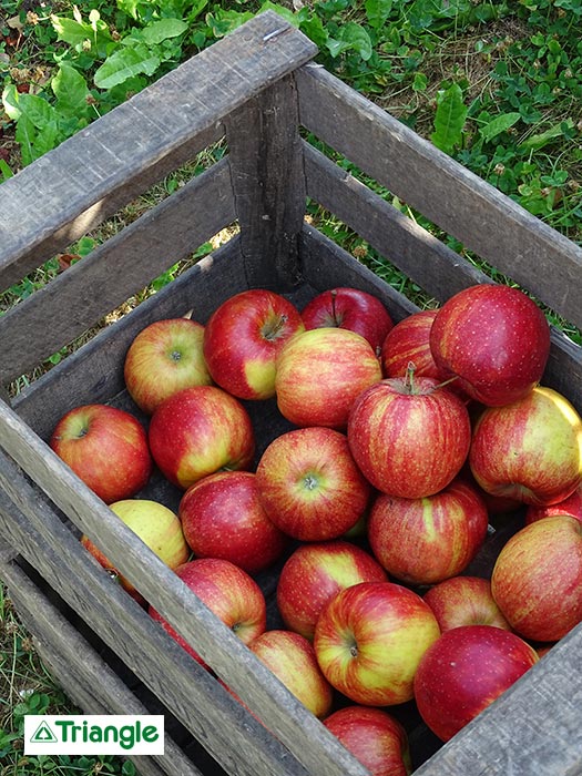 Panier de récolte